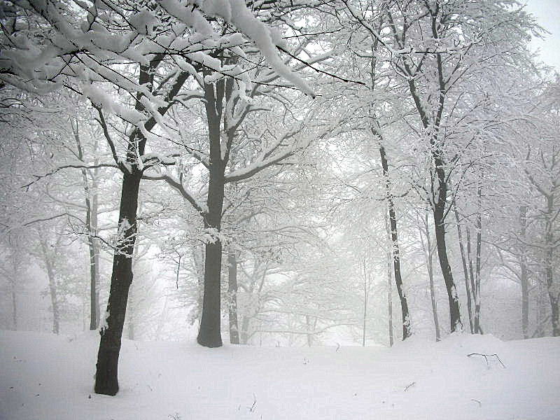 Panorami innevati